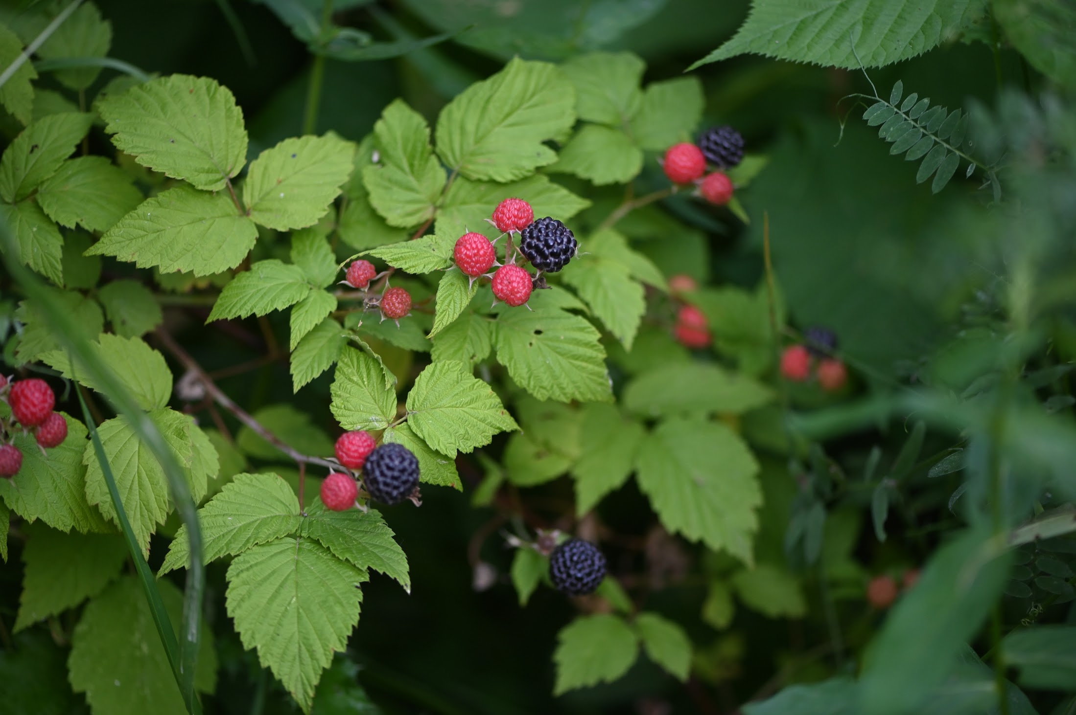 blackRaspberry.jpg
